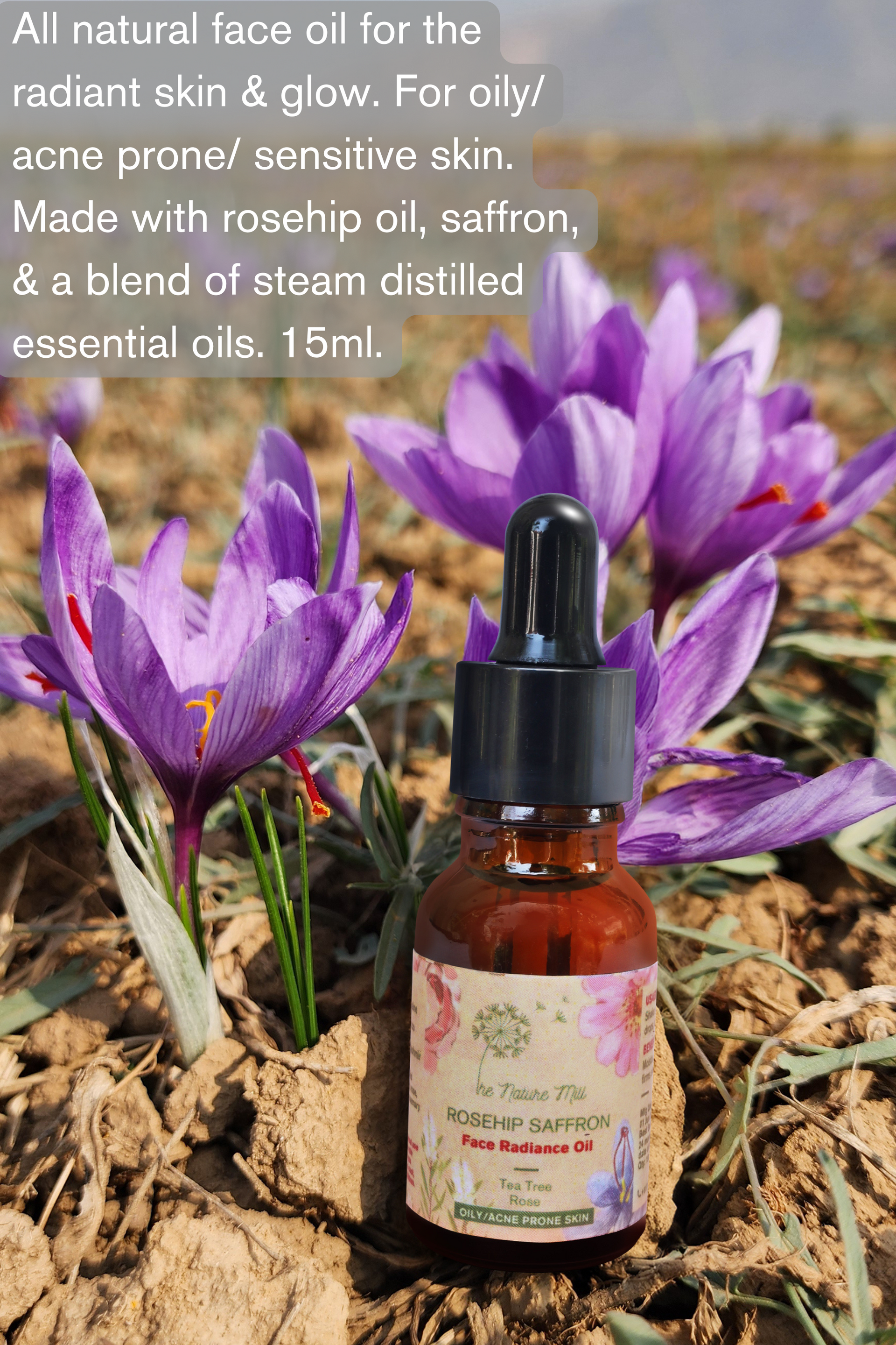 Radiant Perfume Tree Rose Radiant Perfume Grandiflora Rose Jackson